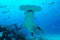 "Hammerhead Smile" - Rob Stewart