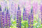 "Purple Lupins", Nova Scotia - Adam Hill