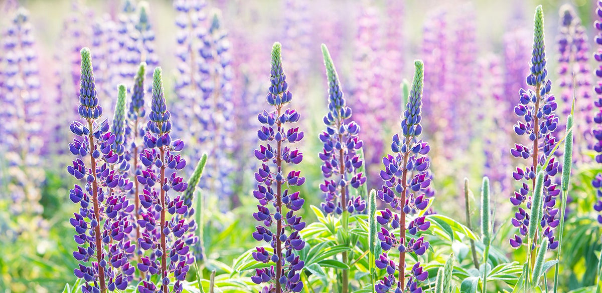 Purple Lupins