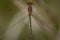 "Damselfly" - Kristi Odom