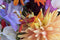 "Flowers in Bloom" - Clare Hodgetts