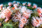 "Anemones" (SECONDS) -  Jill Heinerth
