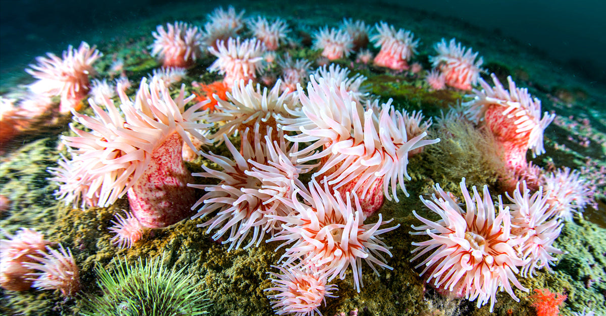 JillHeinerth_Anemones_web_aa95