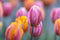 "Tulip Mania", Ontario - Michelle Valberg