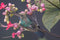 "Sunbird" - Melissa Groo