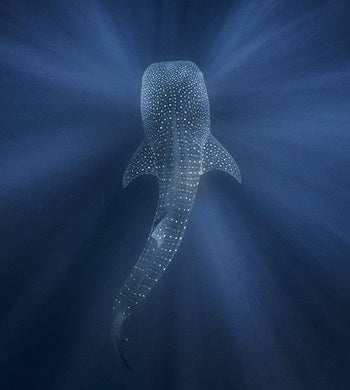 "Whale Shark in Blue Water" - Kristi Odom