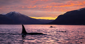 Brian Skerry