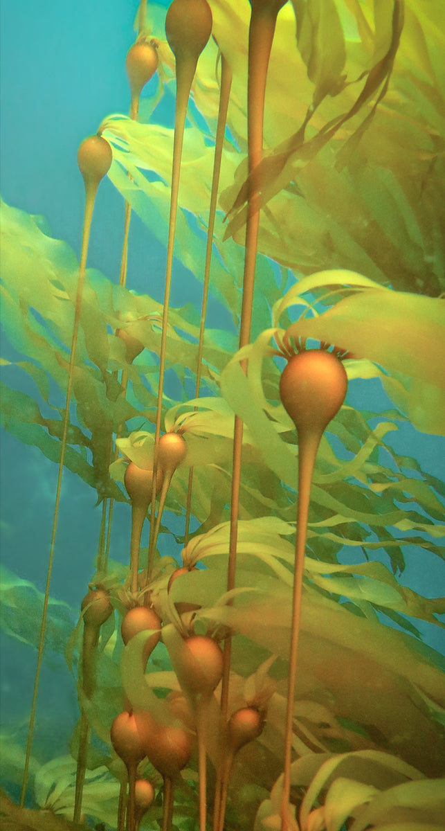 UNDER A GOLDEN KELP CANOPY