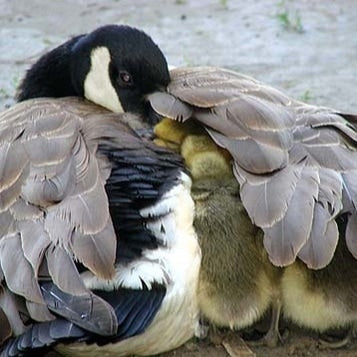 CANADIAN WILDLIFE ​FEDERATION