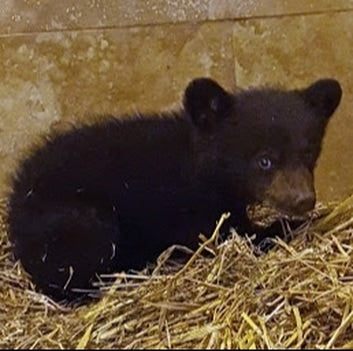 NORTHERN LIGHTS WILDLIFE SOCIETY