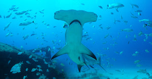 "Hammerhead Smile" (secondes) - Rob Stewart