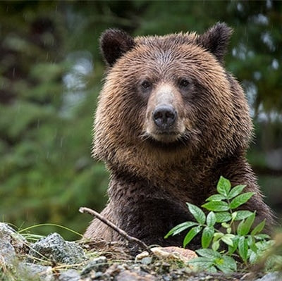 NATURE CONSERVANCY ​OF CANADA