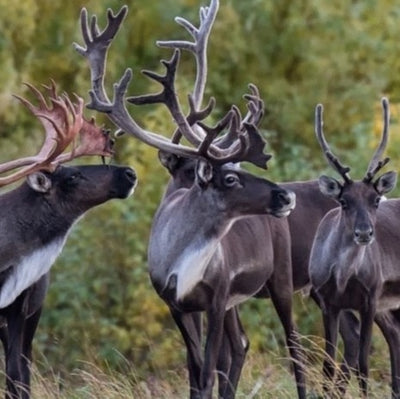 YUKON CONSERVATION SOCIETY