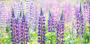 "Purple Lupins", Nova Scotia - Adam Hill