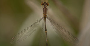 "Damselfly" (Seconds) - Kristi Odom