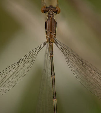 "Damselfly" (Seconds) - Kristi Odom