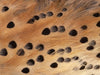 "Flicker" (Seconds) - Clare Hodgetts