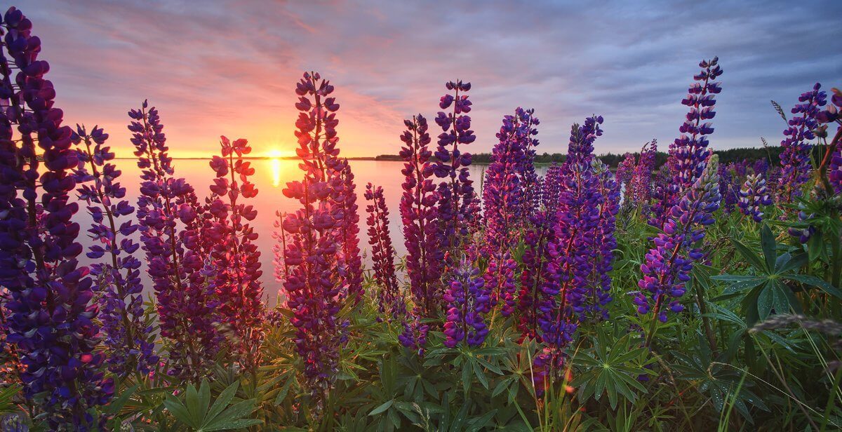 "Lupins", Prince Edward Island (Seconds) - Stephen DesRoches