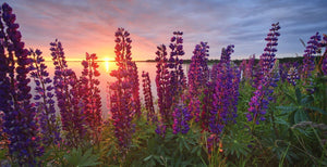 "Lupins", Prince Edward Island (Seconds) - Stephen DesRoches