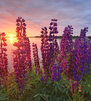 "Lupins", Prince Edward Island (Seconds) - Stephen DesRoches