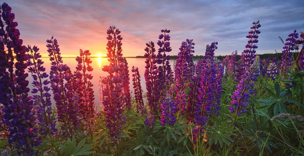 "Lupins", Prince Edward Island (Seconds) - Stephen DesRoches