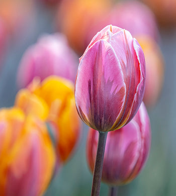 "Tulip Mania", Ontario - Michelle Valberg