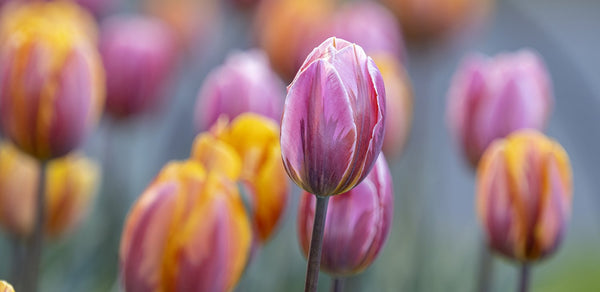 "Tulip Mania", Ontario (Seconds) - Michelle Valberg