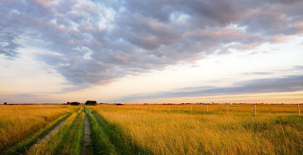 "Prairie Two-Track", Manitoba (Seconds) - Garry Budyk