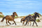 "Sable Island Horses - Freedom" (Seconds) - Michelle Valberg