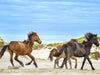 "Sable Island Horses - Freedom" (Seconds) - Michelle Valberg