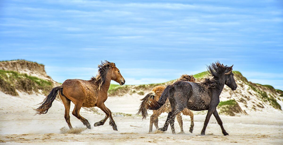 "Sable Island Horses - Freedom" - Michelle Valberg