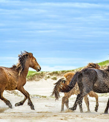 "Sable Island Horses - Freedom" - Michelle Valberg
