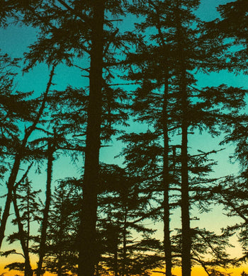 "Shore Pines at Dusk" - Owen Perry