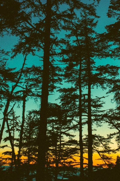 "Shore Pines at Dusk" - Owen Perry