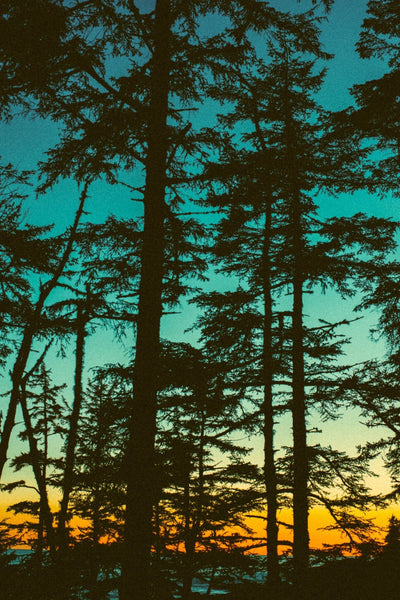 "Shore Pines at Dusk" (Seconds) - Owen Perry