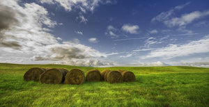 "Summer Bales", Saskatchewan (Seconds) - Ian McGregor