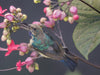 "Sunbird" (Seconds) - Melissa Groo