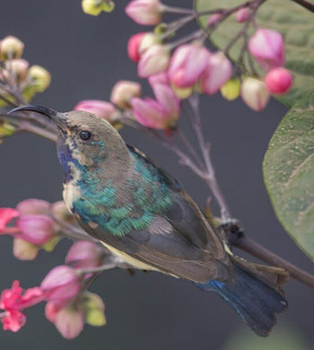 "Sunbird" (Seconds) - Melissa Groo