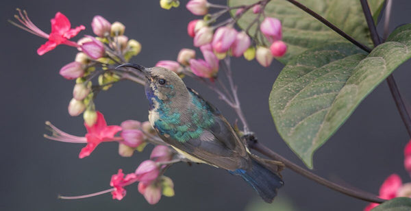 "Sunbird" (Seconds) - Melissa Groo