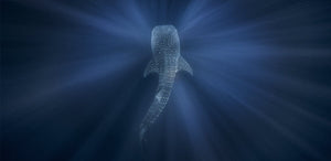 "Whale Shark in Blue Water" (Seconds) - Kristi Odom