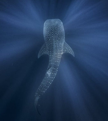 "Whale Shark in Blue Water" (Seconds) - Kristi Odom