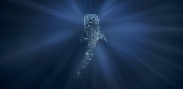 "Requin baleine dans l'eau bleue" - Kristi Odom